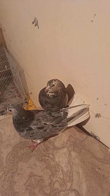 Göyərçinlər: Ebres ag qurug cut satlir cutu 100m di riyal alci narhat elsin - — 3