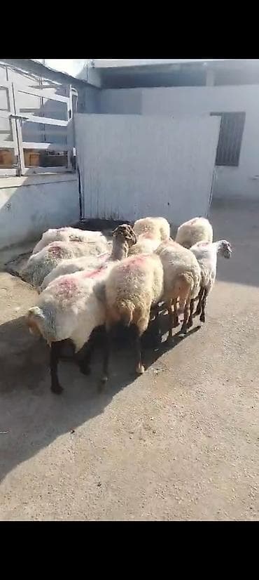 С/х животные и товары: Salam aleykum kök qoyunlardı qiymet kesgiye 14. 5m cavan qoyunlardı — 2