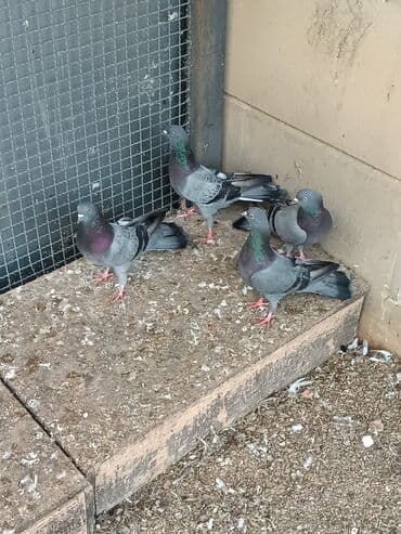 dəvəquşu yumurtası qiyməti: Şəkillərin hamısına baxın. hər cinsdə quşlar satılır . qiymət biri — 1