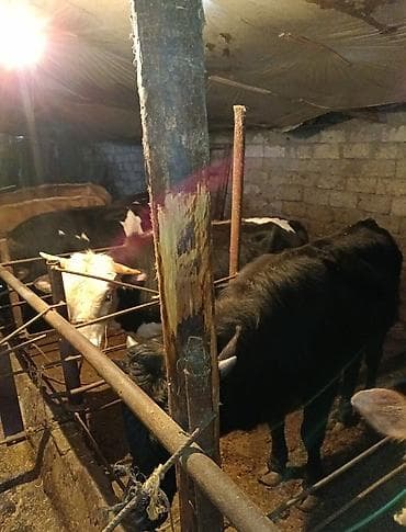 cins inek: Inəklər, öküzlər — 8