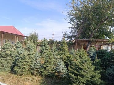 ağaç: Qiyməti 1 meteresi 80 AZN çox götüren olsa qiymət dəyişəcək qiyməti 2 — 5