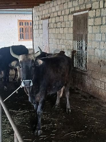 qaz balasi satisi: Salam aleykum əvvəla super kök inəkdi kısır kəskiyə yararlı 270kg əti — 4
