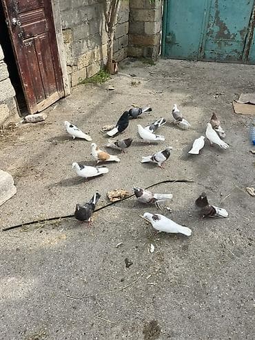 arpa qiyməti 2025: Kom 15 dən sonu. Qiymətə görə narahat eləməyin tək təkdə kimə nə lazm — 2