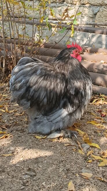 inək satılır: Məhsul: Cins xoruz karlik koxin xoruz satılır 50azn Təsvir: - Böyük — 2