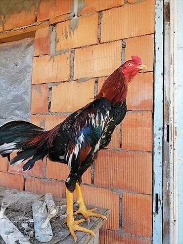 ev quşları haqqında qısa məlumat: Heyrati xoruz 10 ayliqdir — 1