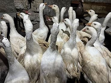 helep keci: Qoyun-keçi sürüsü - Şəkillərdə müxtəlif cinsli qoyun və keçilərdən — 10