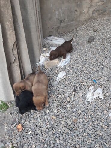 ротвейлер цена в баку: Zvanok balaları - Rənglər: şokolad qəhvəyi, açıq qəhvəyi və qara - — 3