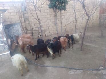 Atlar: Məhsul: Qoyun-keçi təsərrüfatı üçün keçilər (qarışıq sürü) Təsvir: - — 1