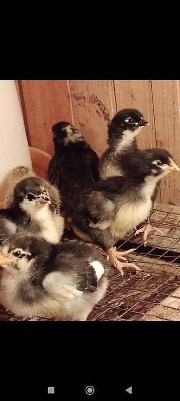 cücəsi: Toyuq cücələri, Damazlıq, Ünvandan götürmə — 8