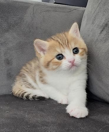 Balıqlar: Dişi — 1