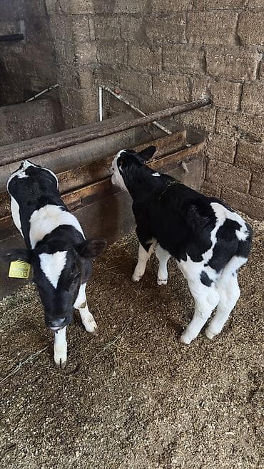 cins dana: Cut satilir 1 erkek 1 dişi — 1