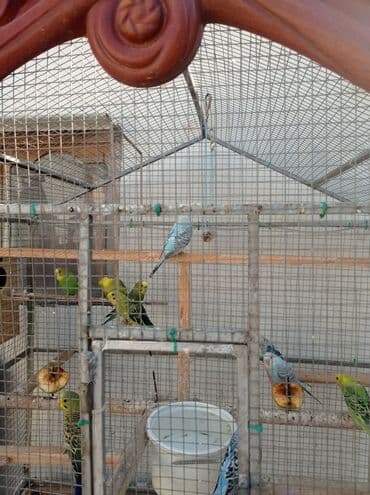 Müxtəlif rənglərdə tutuquşular təklif olunur. Bu tutuquşular ev