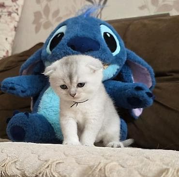 pişik satisi 2020: Britan, Erkək, Yaxşı əllərə — 1