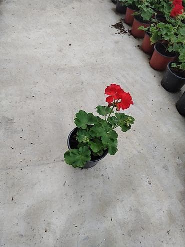 gubre: Saksıda sardunya (geranium) çiçəkləri - Növ: Pelargonium (sardunya) – — 7