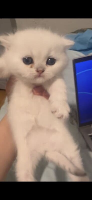 cins pişik satışı: 50 ile 400 arasi cins saf qan saqlam pisiklerimiz var sekilde olmayan — 4