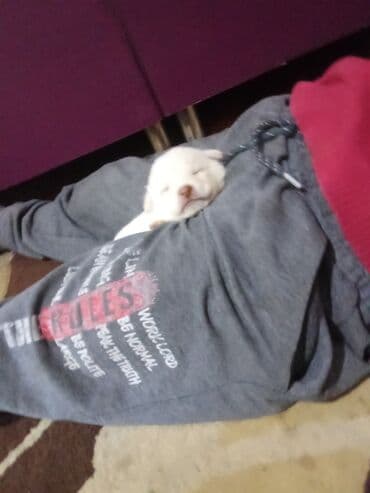 it ev: Zvonok, 1 ay, Erkek, Ödənişli çatdırılma, Ünvandan götürmə, Pulsuz çatdırılma — 7