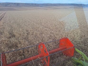 lezgi coreyi: Məhsul: Buğda (taxıl) Təsvir: - Geniş sahədə yetişdirilmiş, vahid və — 1