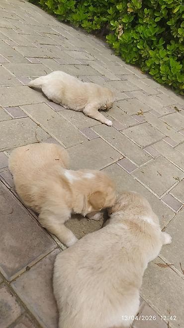 golden retriever balası satılır: Labrador-retriver, 2 ay, Erkek, Peyvəndli, Ünvandan götürmə — 3