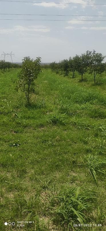 saf su: Salam ərazi Mingəçevirə çox yaxın Günəşli qəsəbəsinin yanında cəmi — 9