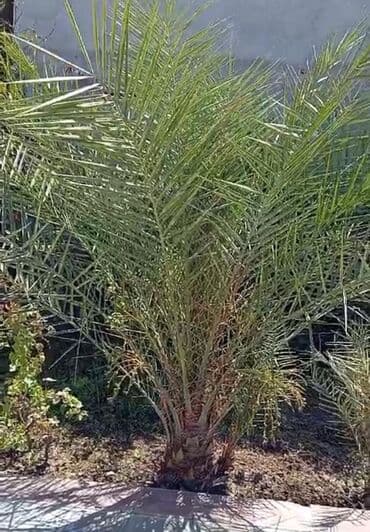 meyvə ağac: Xurma ağacı.22 illik ağacdı.Meyvəsi də var — 1