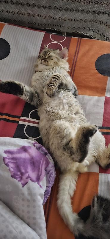 Ev pişiyi – uzun tüklü, zolaqlı-boz rəng palto, yumşaq qıvırcıq qarın