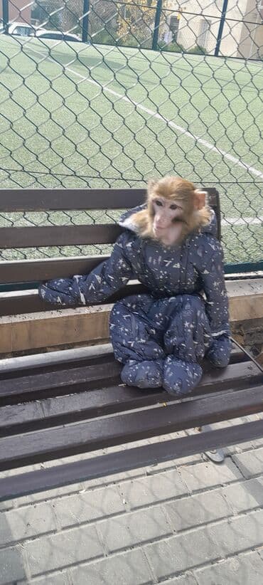 животные в добрые руки: Tayson adlı meymun satılır. Ağıllışirindi. Kim isdəsə yazsın — 5