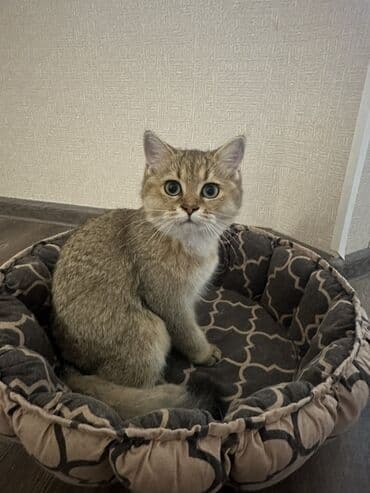 кошка в добрые руки: Золотая шиншилла, Самка — 4