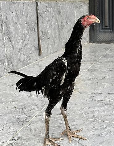 korella qus: O shamo xoruz 3 ay yarımlıqdı. Boyu 1 metrə qədər uzanır.Çəkisi 5.5-6 — 2