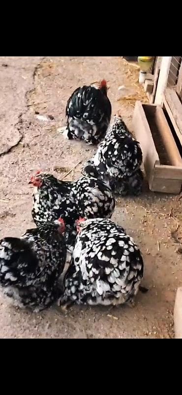 broyler yemi qiymeti: Toyuq, Damazlıq — 6