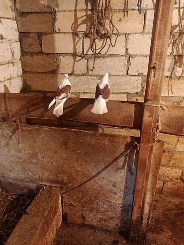 Птицы: Salam iran miz kekiller bir cüt satılır reyal alıcıya endirim olacaq — 7