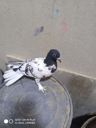 amerika devequsu haqqinda melumat: Maştağadadir — 8