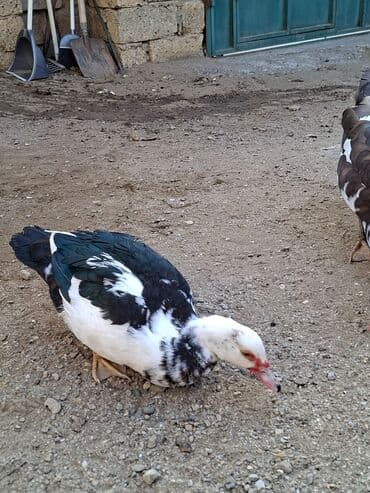 kənd toyuqlari: Ordekler tecili satilir. Təklif olunan ördəklər sağlam və yaxşı — 3
