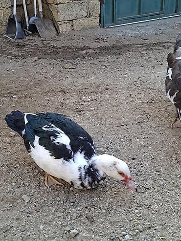 cins pisik satisi: Kőçle bagli satilir tecili. endirim ederem. Məlumat üçün şəkillərə — 5