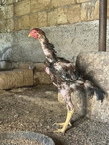 quş yarım tip: Cinsdi qanli heyvandi bosbos adamlar yazmasin kul qrmizi dosab fevral — 3