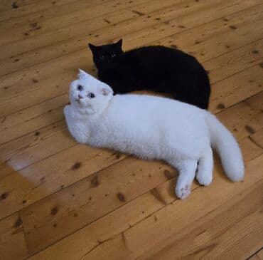 pişik üçün daraq: Şotland, Erkək, Dişi, Yaxşı əllərə, Pulsuz çatdırılma, Ödənişli çatdırılma — 30