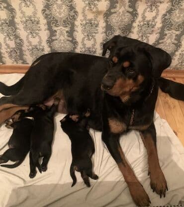 itler balaca: Rotveyler, Peyvəndli — 6