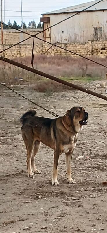 balaca it şəkilləri: Qurdbasar, 2 il, Erkek, Peyvəndli, Ödənişli çatdırılma — 2
