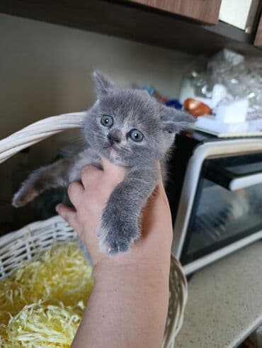 1 azn pişik: Britan, Yaxşı əllərə — 5