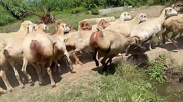 qoyun mal: Dişi, il: 1, Pulsuz çatdırılma — 5