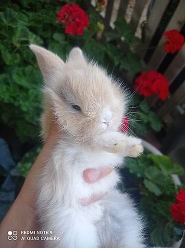 dovşa: Cins: dekorativ miniatür dovşan (xırda ölçülü ev dovşanı) Rəng — 2