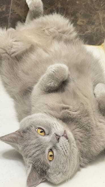 pişik erkek: Britan, Erkək, Yaxşı əllərə, Ünvandan götürmə — 2