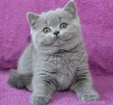 şotlan pişik: Şotland yastı qulaq, Erkək, Dişi, Yaxşı əllərə, Ünvandan götürmə, Pulsuz çatdırılma, Ödənişli çatdırılma — 118