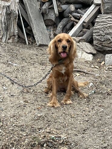 ingilis setteri it cinsi digər adı: Koker spaniyel — 3