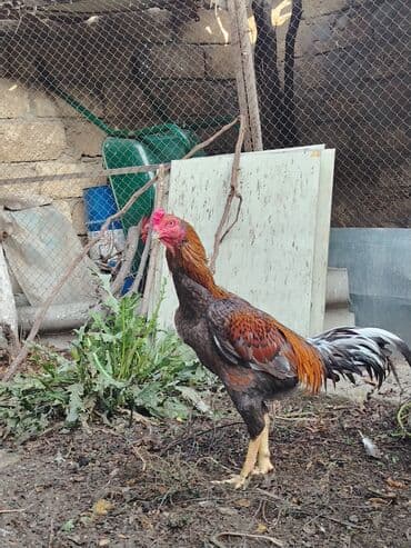 cücə satışı 2023: Cins xoruz – uzunboy, güclü və çevik bədən quruluşu ilə. - Rəng — 3