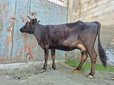 sud veren inek satilir: 10. 12 litir süd verir 4 qarına doğub 2 aydı doğub balasızdı — 2