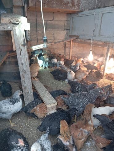 Цыплята: Куриные цыплята, Для мяса — 2