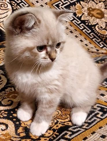 Птицы: Британская, Самка — 3