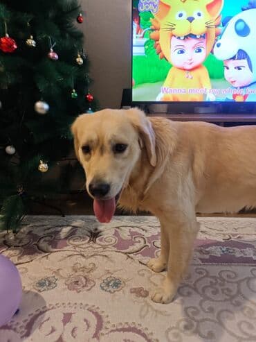 it qefes: Retriever, 6 ay, Erkek, Peyvəndli — 1