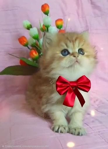 pişik sahiblendirme: Şinşilla, Erkək, Dişi, Yaxşı əllərə — 10