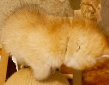 pisik paltari: Britan, Erkək, Yaxşı əllərə, Ünvandan götürmə — 3